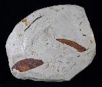 Myrica lignitum (UNGER 1847) & Daphnogene polymorpha ETTINGSHAUSEN 1851 - Bild © FossNet FossilienStore